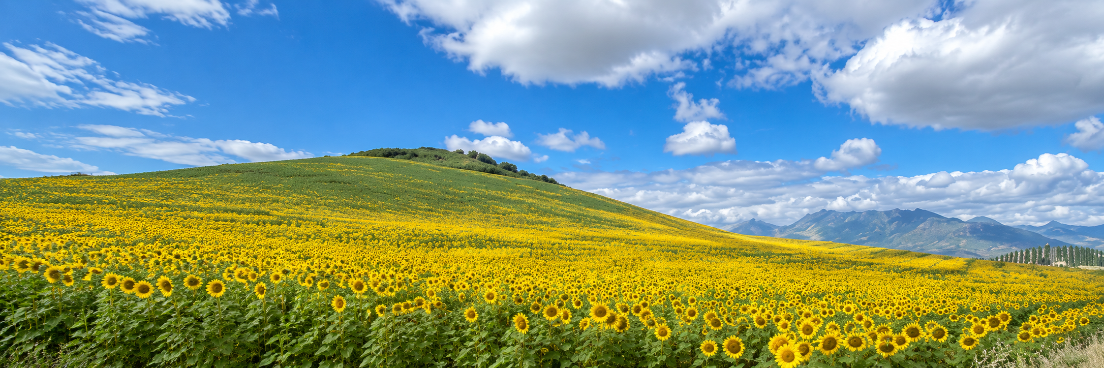 A bright field of sunflowers beneath a blue sky