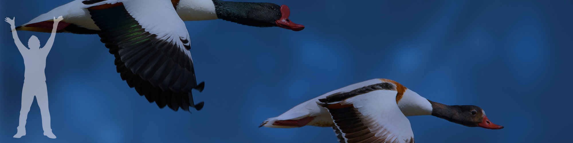 sozo bird banner